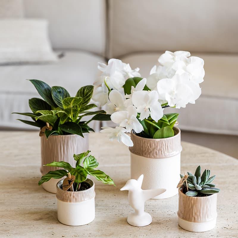 Kolibri Home | Bamboo Übertopf - Sand - Ø6cm