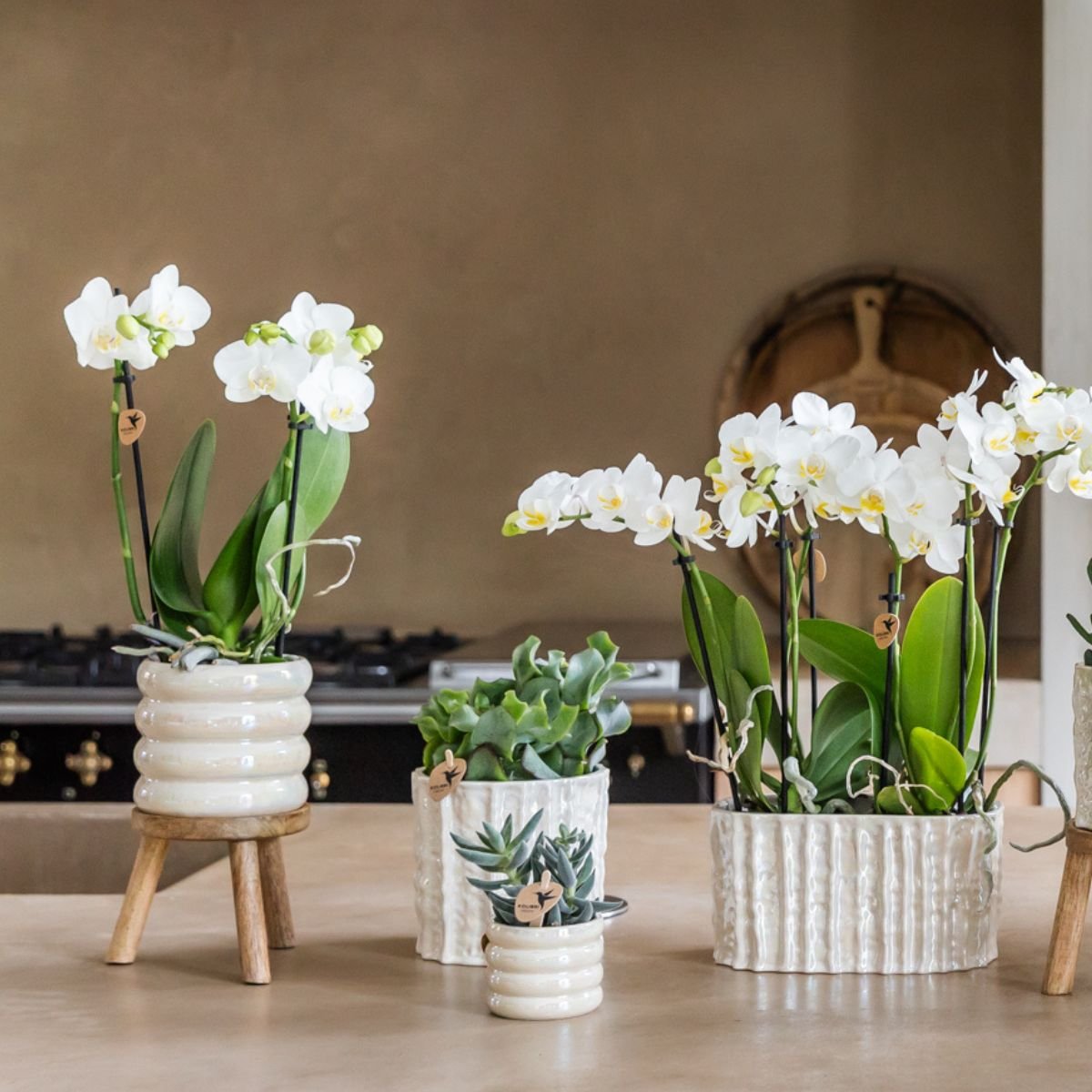 Kolibri Orchids | Pflanzenset Glow Travertin - Weiße Phalaenopsis Orchideen Niagara Fall White, Mineral Amabilis & Sukkulente