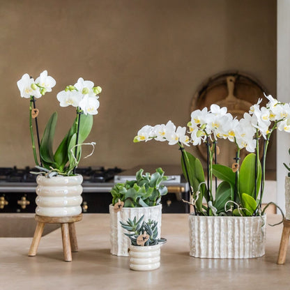 Kolibri Orchids | Pflanzenset Glow Travertin - Weiße Phalaenopsis Orchideen Niagara Fall White, Mineral Amabilis & Sukkulente