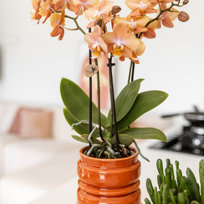 Kolibri Home | Noma Übertopf - Terracotta - Ø9cm