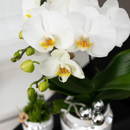 Kolibri Orchids | Geschenkset Le Chic Silver - Weiße Phalaenopsis Orchidee Amabilis & Sukkulente