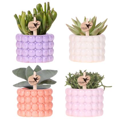 Poppy Mix Pflanzenset