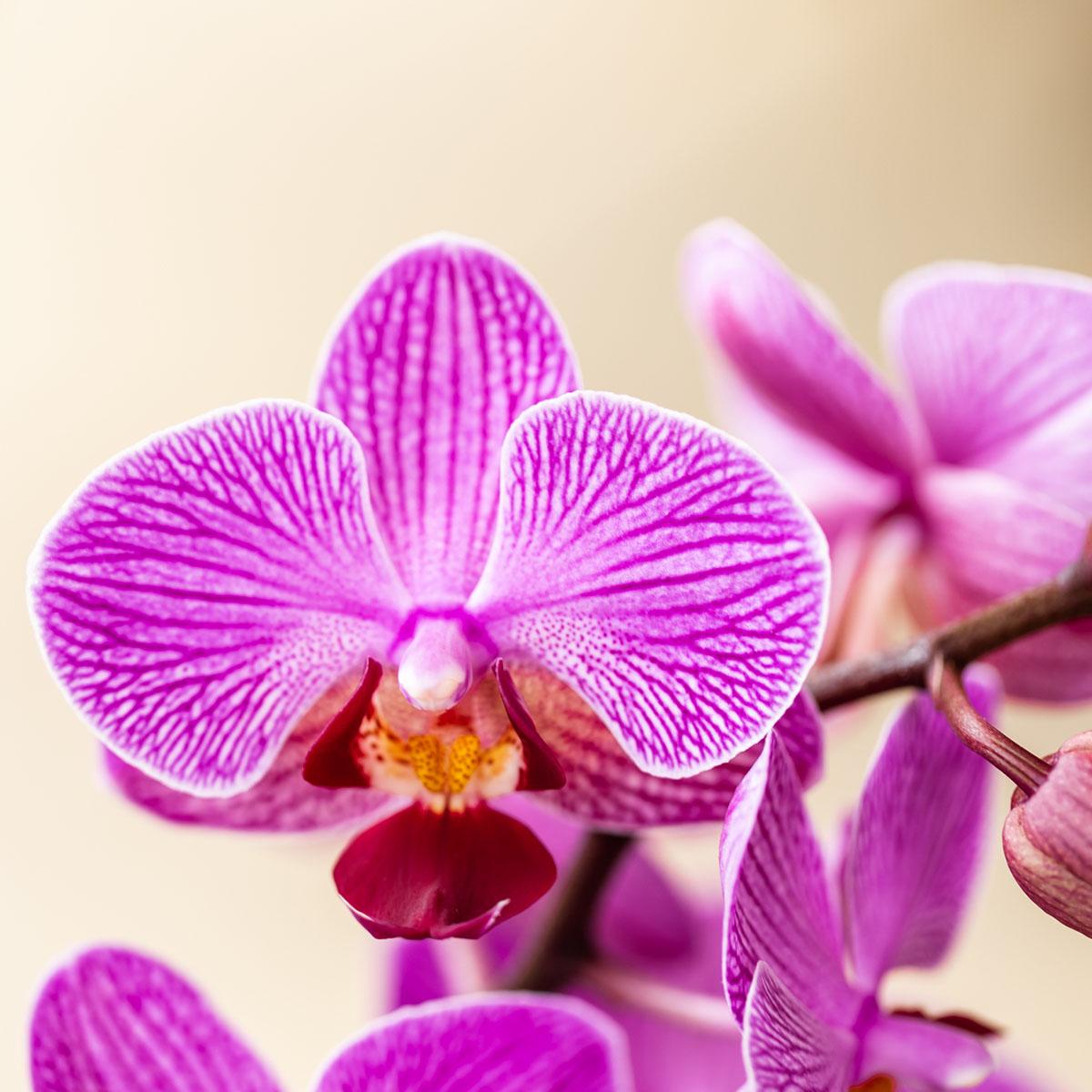 Kolibri Orchids - Überraschungsbox Einfarbig - Pflanzen-Vorteilsbox - Überraschungsbox mit 2 Orchideen - Frisch vom Züchter