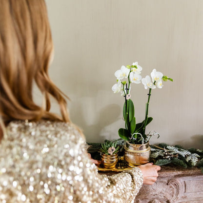 Kolibri Orchids | Geschenkset Allure Shiny Gold - Weiße Phalaenopsis Orchidee Mineral Amabilis & Sukkulente