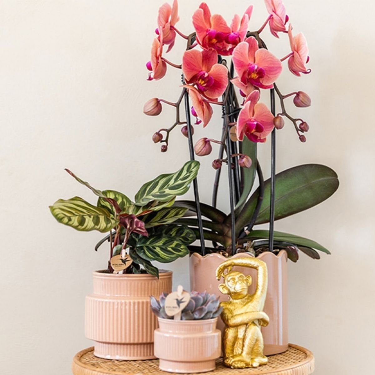 Kolibri Orchids | Kombi-Angebot - 4 Lachsrosa Phalaenopsis Orchideen Niagara Fall Narbonne - Ø12 cm