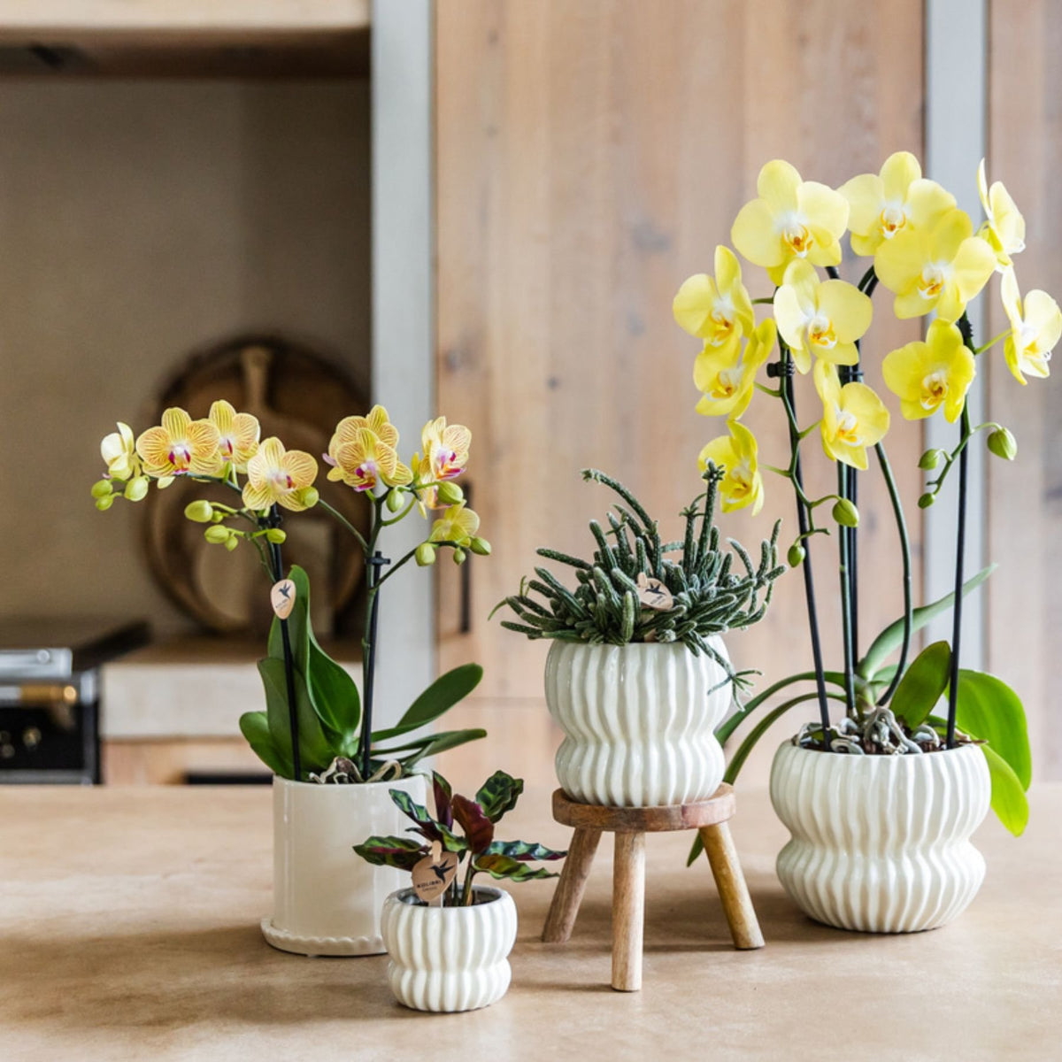 Kolibri Orchids | Gelbe Phalaenopsis Orchidee - Blossom Lima im Melody Übertopf - Ø9 cm
