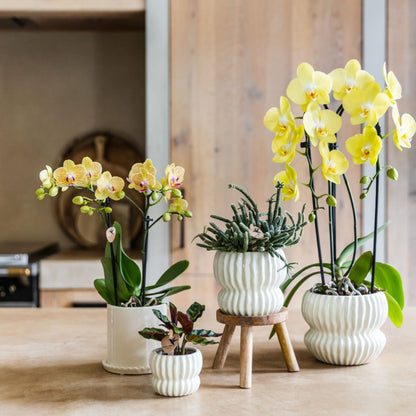 Kolibri Orchids | Gelbe Phalaenopsis Orchidee - Blossom Lima im Melody Übertopf - Ø9 cm