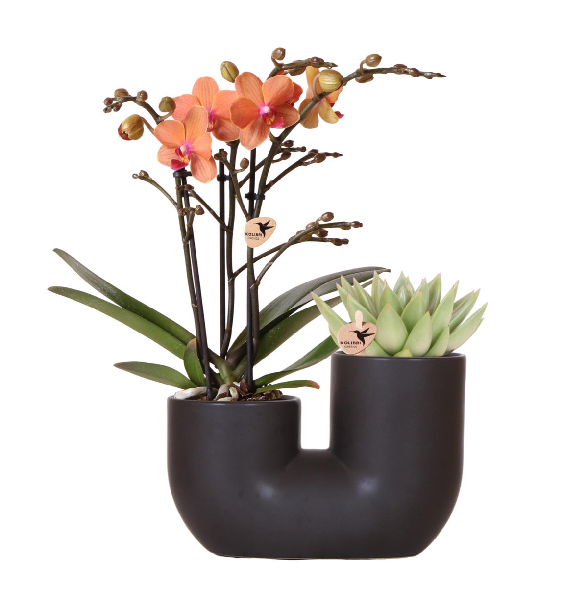 Set aus orangefarbener Bolzano-Orchidee und Sukkulente im schwarzen dekorativen Röhrentopf - Topfgröße Ø9cm