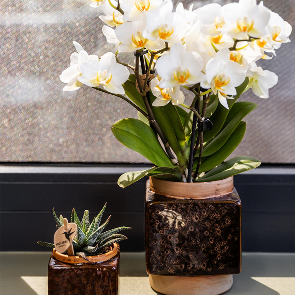 Kolibri Orchids | Weiße Phalaenopsis-Orchidee - Lausanne - Topfgröße Ø9cm | Blühende Zimmerpflanze - frisch vom Züchter