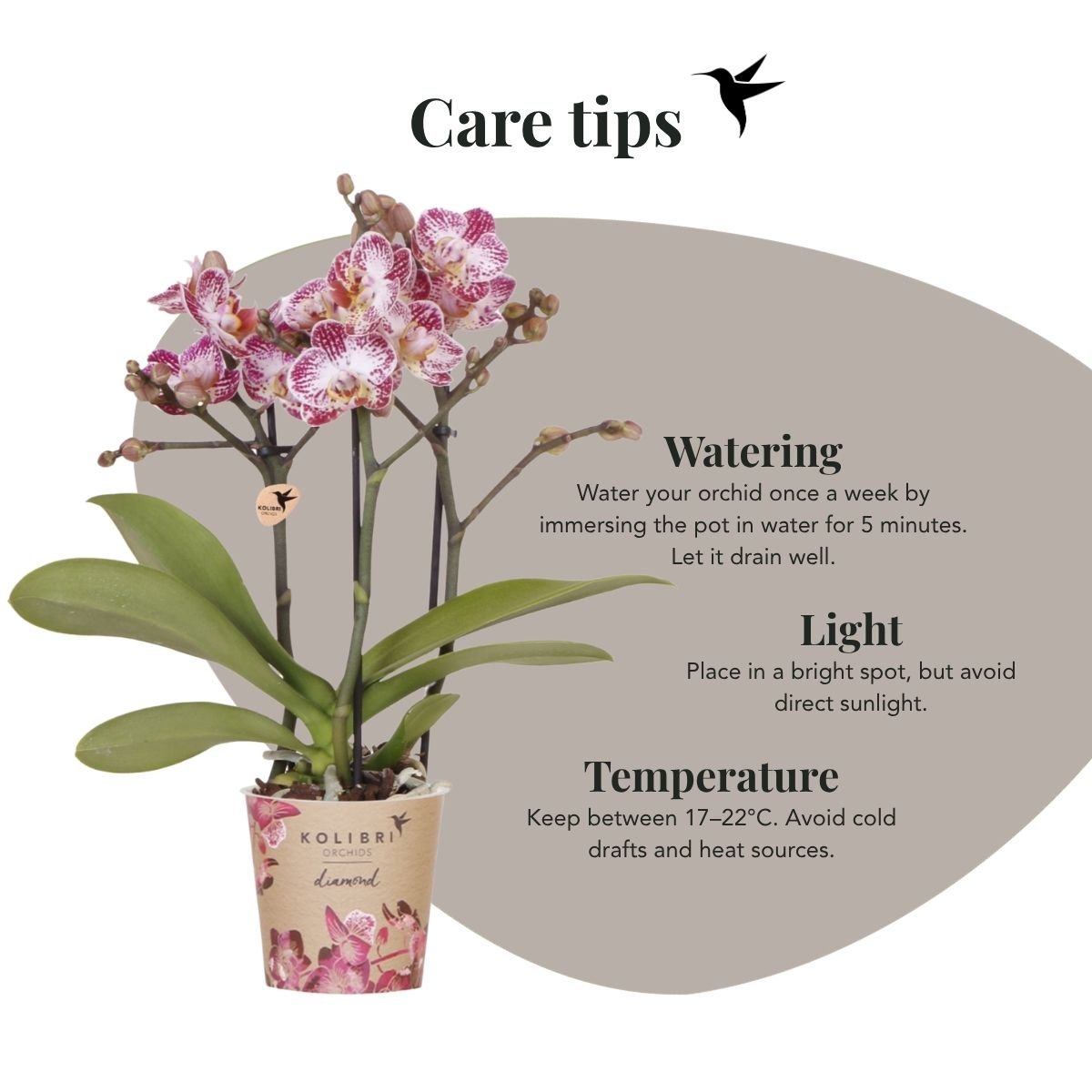 Kolibri Orchids | Kombi-Angebot - 4 Rosa-Violette Phalaenopsis Orchideen Diamond Bora Bora - Ø9 cm
