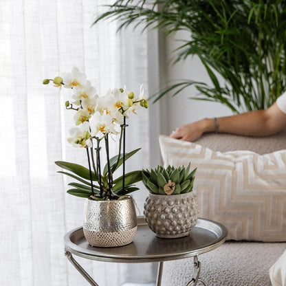 Kolibri Home | Elite silver pot - topfgröße Ø9cm - Ø9cm