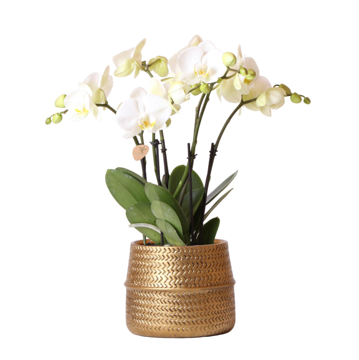 Kolibri Orchids | Weiße Phalaenopsis Jewel Ghent  Orchidee im goldfarbenen Groove Ziertopf - Topfgröße Ø12cm
