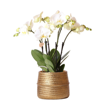 Kolibri Orchids | Weiße Phalaenopsis Jewel Ghent  Orchidee im goldfarbenen Groove Ziertopf - Topfgröße Ø12cm