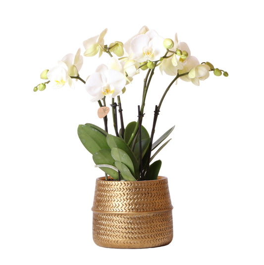 Kolibri Orchids | Weiße Phalaenopsis Jewel Ghent  Orchidee im goldfarbenen Groove Ziertopf - Topfgröße Ø12cm