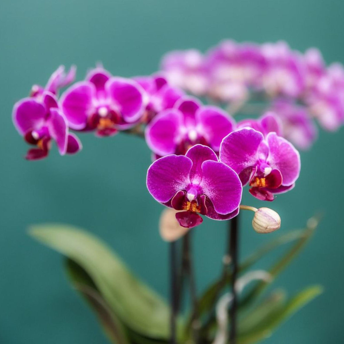 Kolibri Orchids | Lila Phalaenopsis Orchidee - Morelia - Topfgröße Ø9cm | blühende Zimmerpflanze - frisch vom Züchter