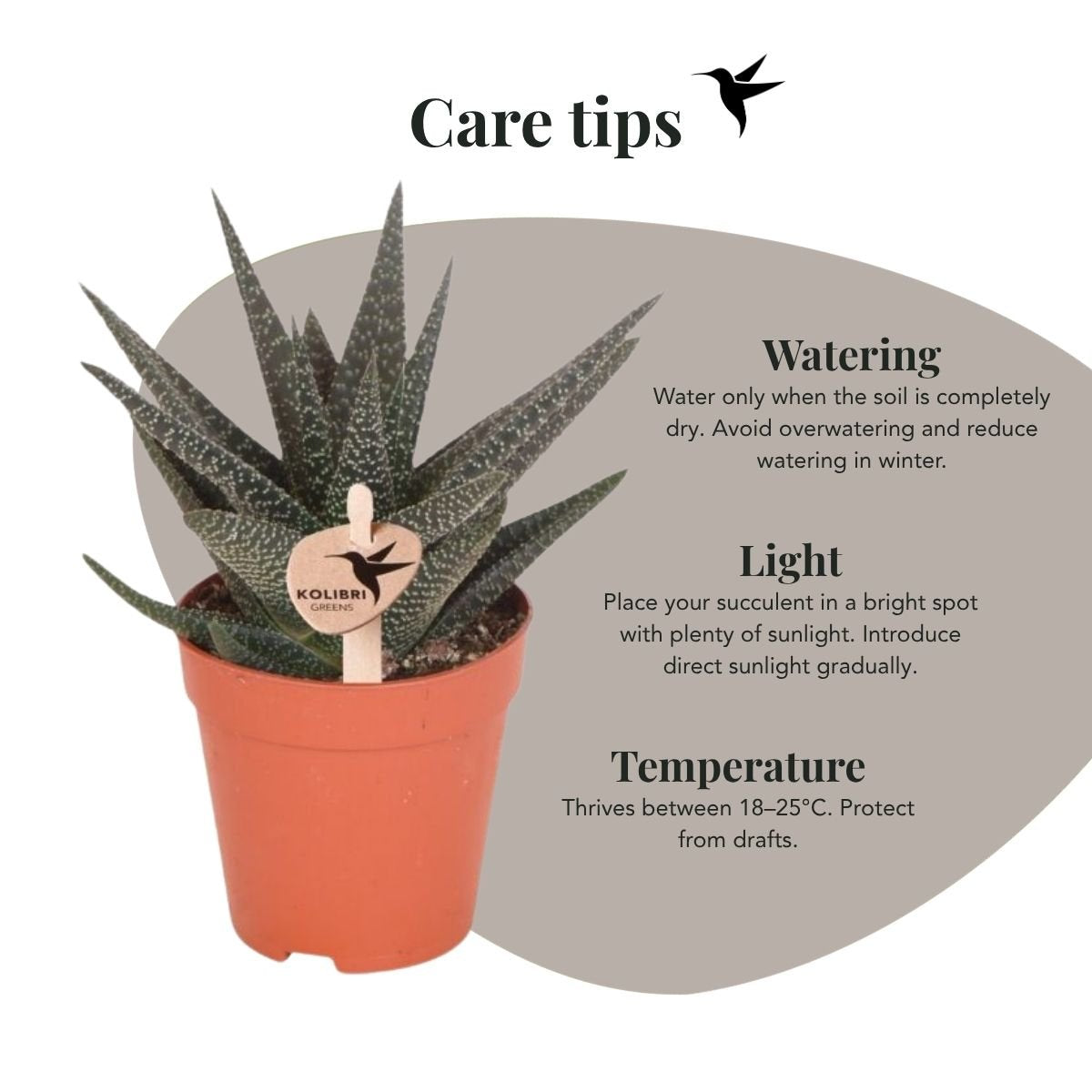 Kolibri Greens | Grünpflanze - Sukkulente Haworthia Royal Highness - Grüne Zimmerpflanze - Frisch vom Züchter - Ø9cm