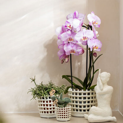 Kolibri Orchids | Kombi-Angebot - 4 Rosa Phalaenopsis Orchideen Niagara Fall Xanion - Ø12 cm