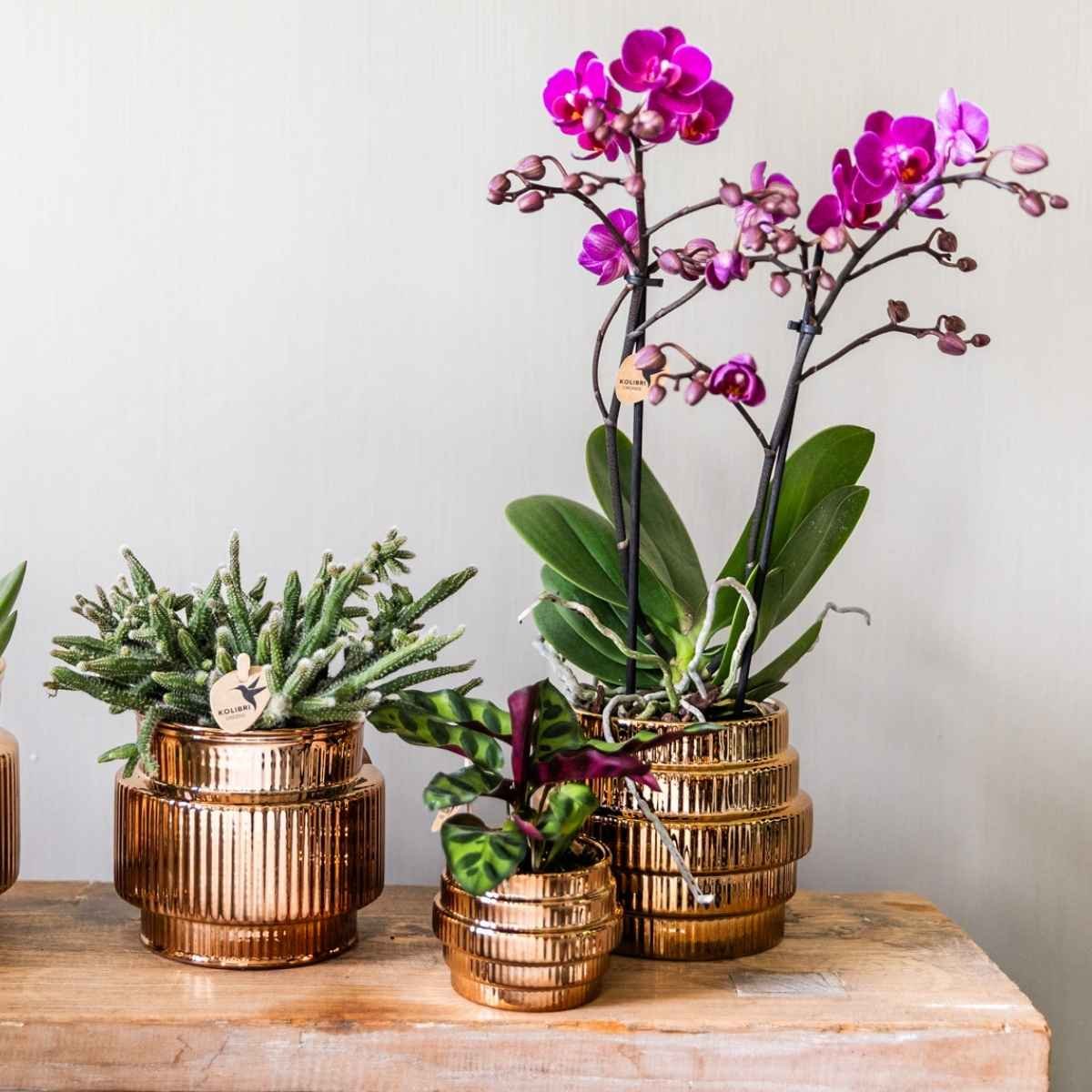 Kolibri Home | Allure Empire Shiny Übertopf - Bronze - Ø6cm