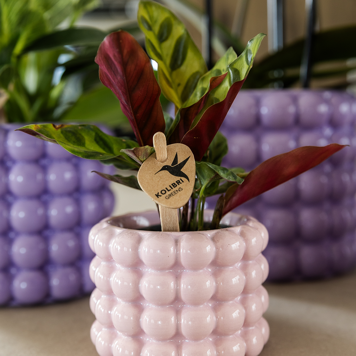 Kolibri Home | Poppy Ziertopf - Pink - Ø6cm