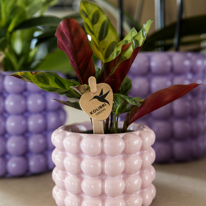 Kolibri Home | Poppy Ziertopf - Pink - Ø6cm