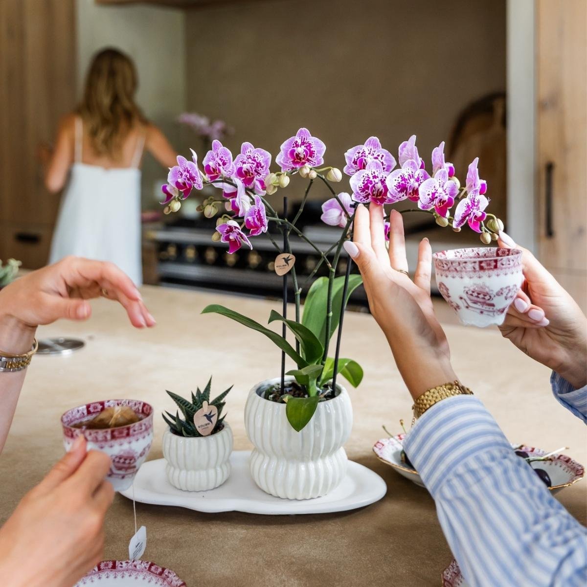 Kolibri Orchids | Rosa-Violette Phalaenopsis-Orchidee - Diamond El Salvador - Blühende Zimmerpflanze - Frisch vom Züchter - Ø9cm