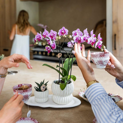Kolibri Orchids | Rosa-Violette Phalaenopsis-Orchidee - Diamond El Salvador - Blühende Zimmerpflanze - Frisch vom Züchter - Ø9cm