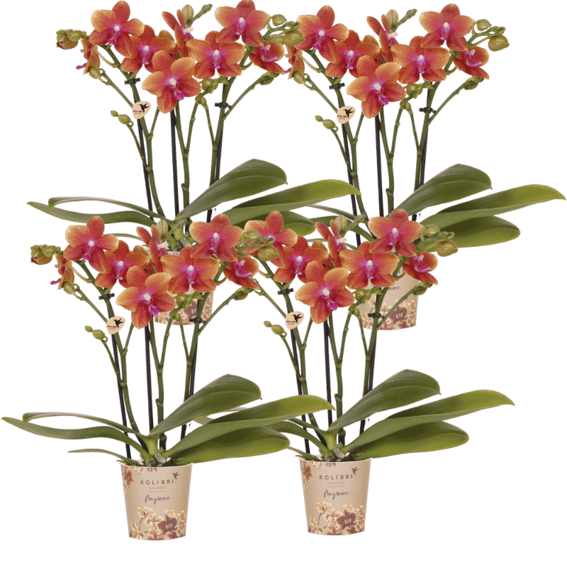 Kolibri Orchids | Kombi-Angebot - 4 Orange Duftende Phalaenopsis Orchideen Fragrance Bolgheri - Ø9 cm