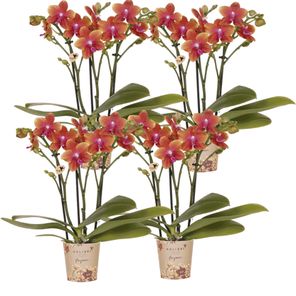 Kolibri Orchids | Kombi-Angebot - 4 Orange Duftende Phalaenopsis Orchideen Fragrance Bolgheri - Ø9 cm