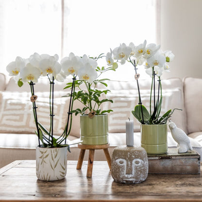 Kolibri Home | Pastel Übertopf - Grün
