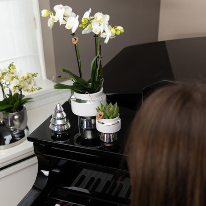 Kolibri Orchids | Weiße Phalaenopsis Orchidee - Mineral Amabilis im Le Chic Übertopf Silber - Ø9 cm