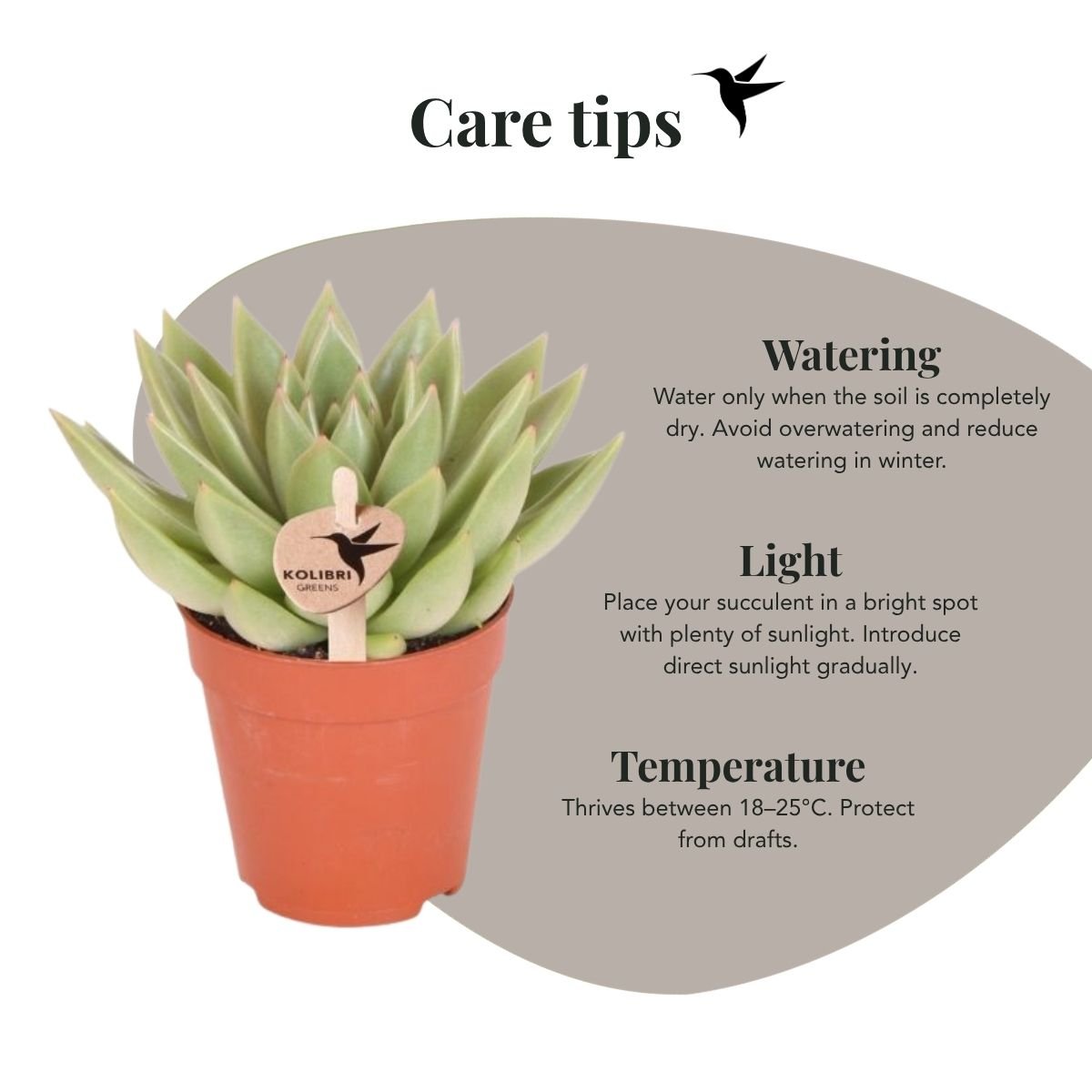 Kolibri Greens | Sukkulente Echeveria Miranda im Le Chic Übertopf Silber - Ø9 cm