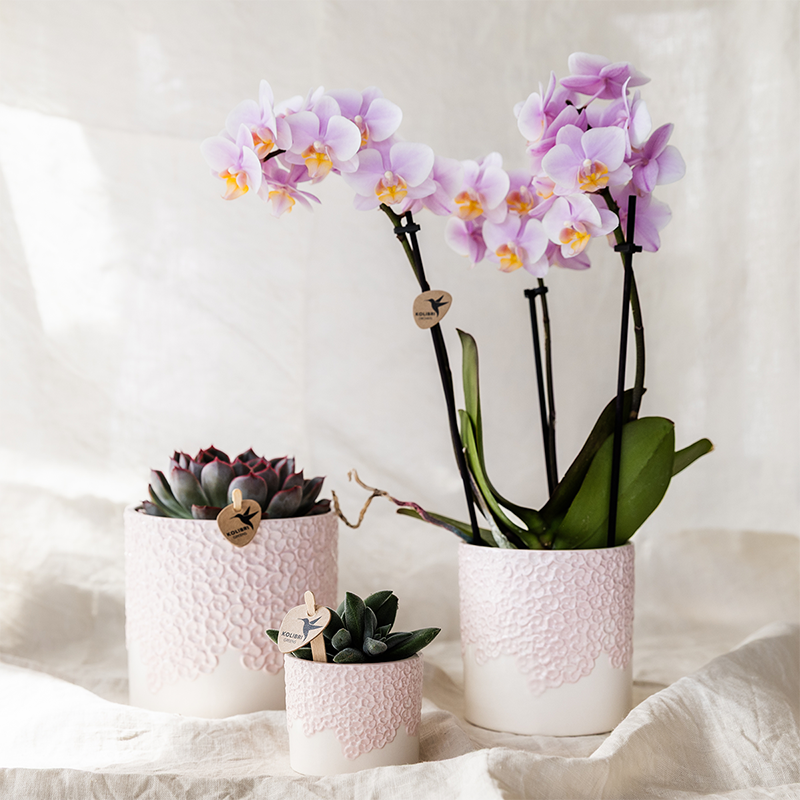 Kolibri Company | Kombi‑Deal | Bloom Rosa Übertopf‑Set – 6 cm + 9 cm + 12 cm