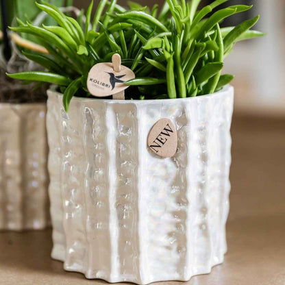 Kolibri Home | Oyster Übertopf - Ø12cm
