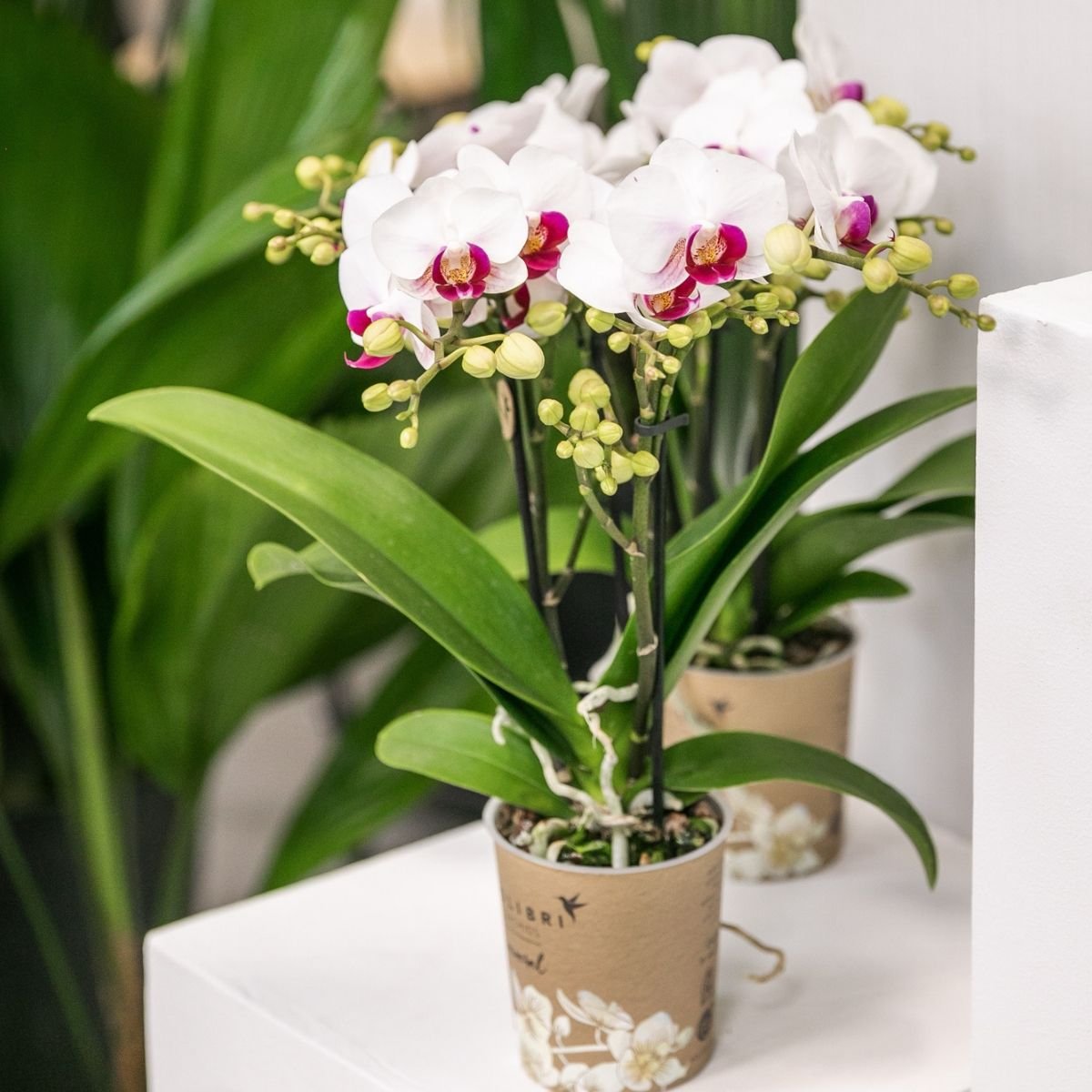 Kolibri Orchids | Kombi-Angebot - 4 Weiße Phalaenopsis Orchideen Mineral Gibraltar - Ø9 cm