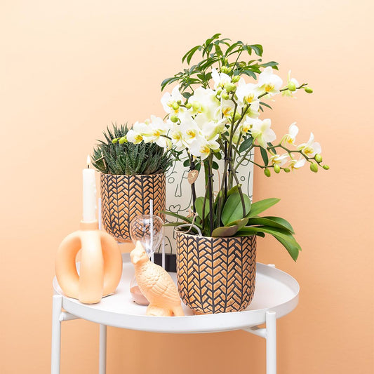 Kolibri Home | Ornament - Deko-Skulptur Kakadu - Peach