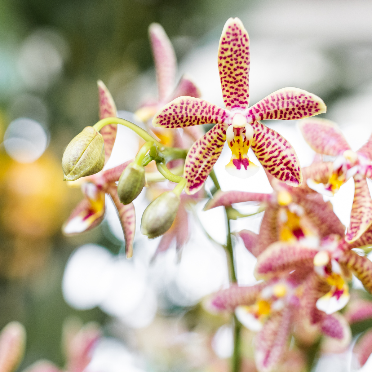 Kolibri Orchideen | orangefarbene Phalaenopsis-Orchidee – Spider – Topfgröße Ø9 cm | blühende Zimmerpflanze – frisch vom Züchter