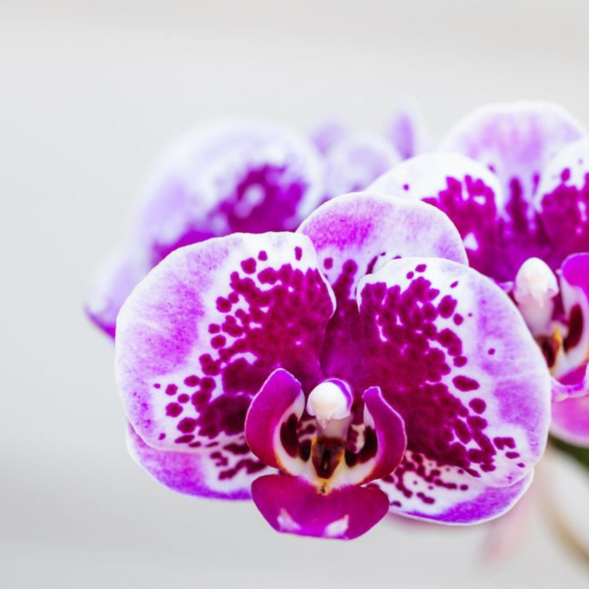 Kolibri Orchids | Rosa lila Phalaenopsis Orchidee - El Salvador - Topfgröße Ø9cm | blühende Zimmerpflanze - frisch vom Züchter
