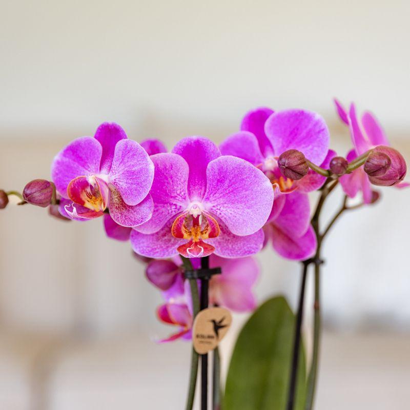 Kolibri Orchids | Violett-Rosa Phalaenopsis-Orchidee Topfgröße Ø9cm | Frederikstad | Blühende Zimmerpflanze – Frisch vom Züchter