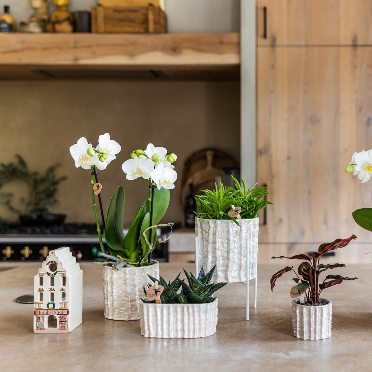Kolibri Home | Oyster Twin Übertopf - Ø12 cm