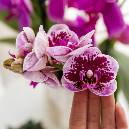 Kolibri Orchids | Rosa lila Phalaenopsis Orchidee - El Salvador - Topfgröße Ø9cm | blühende Zimmerpflanze - frisch vom Züchter