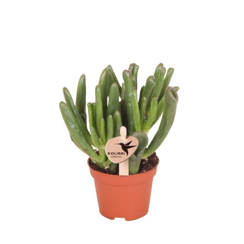 Kolibri Greens | Grünpflanze - Sukkulente Crassula Hobbit - Grüne Zimmerpflanze - Frisch vom Züchter - Ø6cm