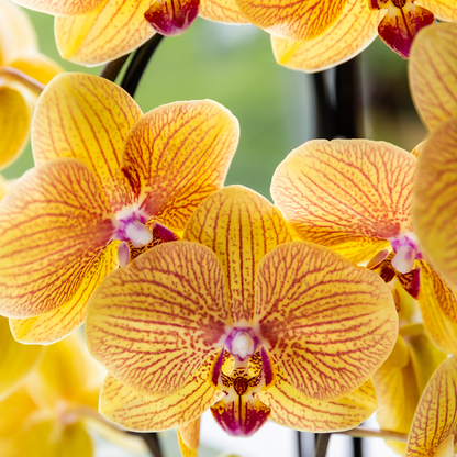 Kolibri Orchids | Orange Sunny Bunny Niagara Falls Orchidee + Horizon Übertopf gelb – Topfgröße Ø12cm | blühende Zimmerpflanze – frisch vom Züchter