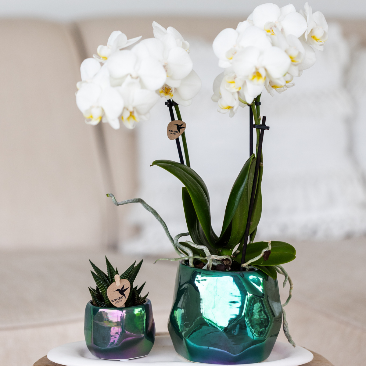 Kolibri Orchids | weiße Phalaenopsis-Orchidee - Amabilis - Topfgröße Ø9cm | blühende Zimmerpflanze - frisch vom Züchter