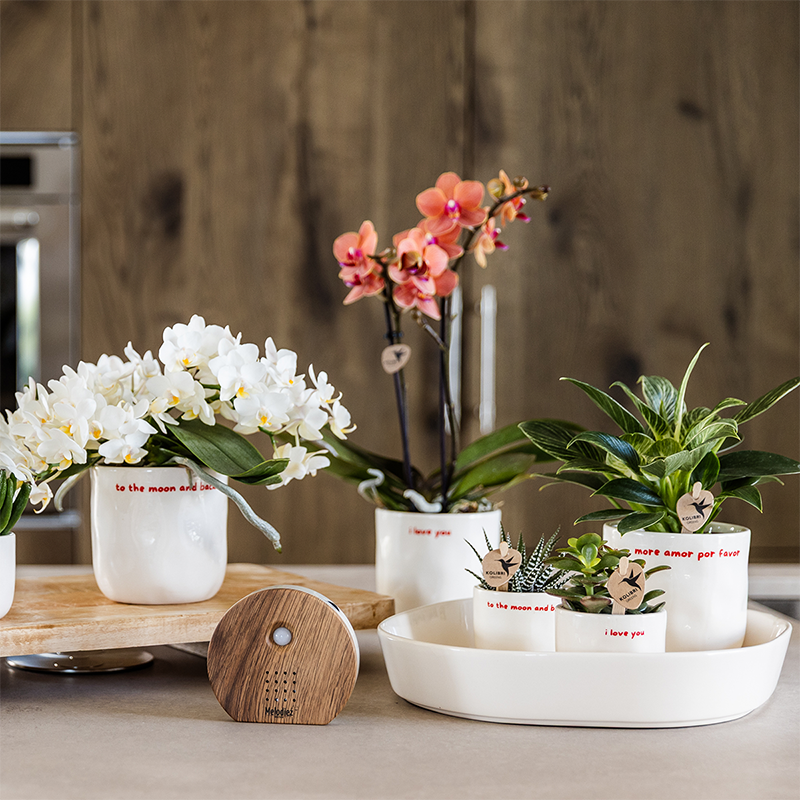 Kolibri Home | Ziertopf „To the Moon and Back“ - Ø9cm