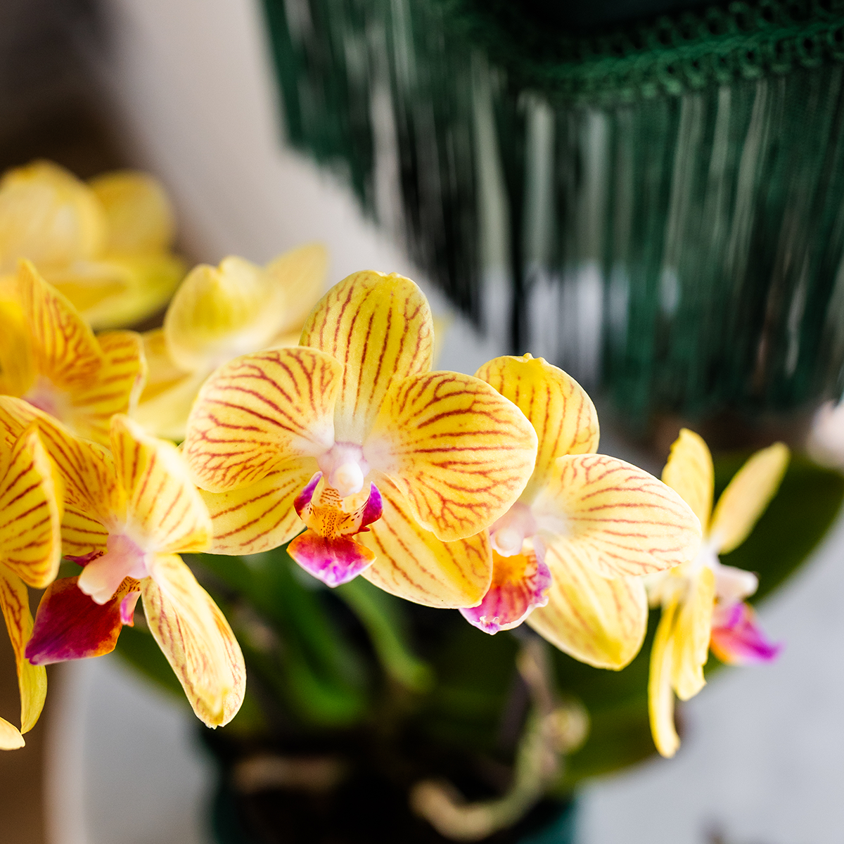 Tika (Phalaenopsis Lima)