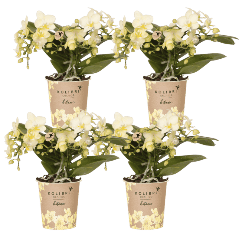 Kolibri Orchids | Kombi-Angebot - 4 Gelbe Phalaenopsis Orchideen Botanic Yellow - Ø9 cm
