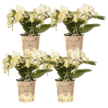 Kolibri Orchids | Kombi-Angebot - 4 Gelbe Phalaenopsis Orchideen Botanic Yellow - Ø9 cm