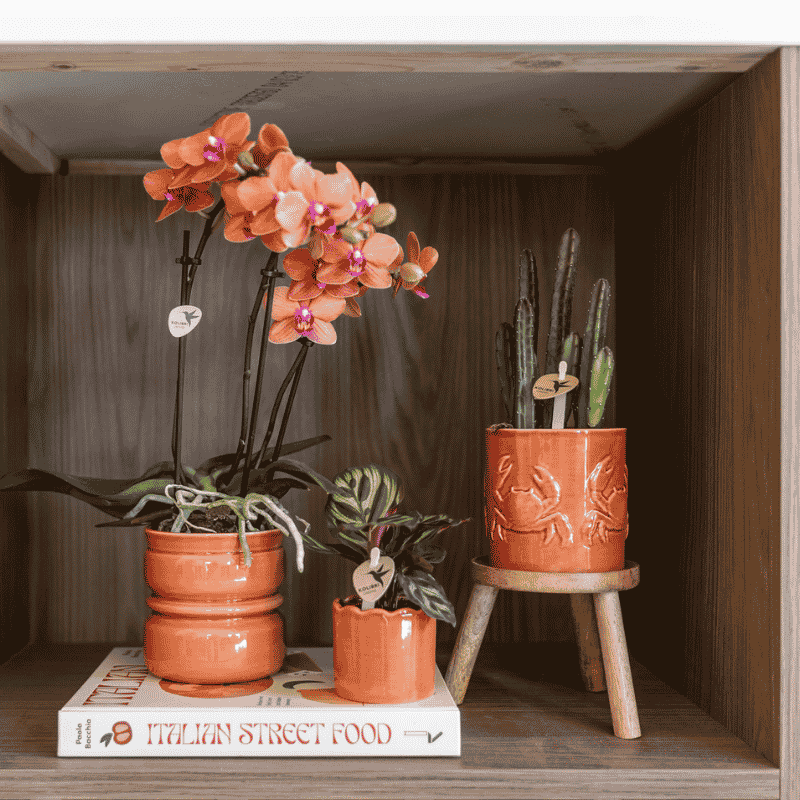 Kolibri Greens | Grünpflanze - Stapelia Leendertziae - grüne Zimmerpflanze - frisch vom Züchter - Ø9cm