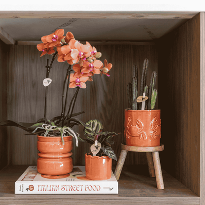 Kolibri Greens | Grünpflanze - Stapelia Leendertziae - grüne Zimmerpflanze - frisch vom Züchter - Ø9cm
