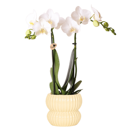 Kolibri Orchids | Weiße Amabilis Orchidee + Horizon Übertopf gelb – Topfgröße Ø9cm | blühende Zimmerpflanze – frisch vom Züchter